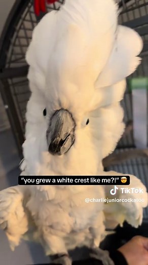 Cockatoo's Hilarious Reaction to Bath Towel