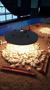 Chicken is 5 days old.🐥#viral #shorts #reels #hardwork #farmhouse #chicks #chickens #village #farmlife #farminglife | Farming Life 2