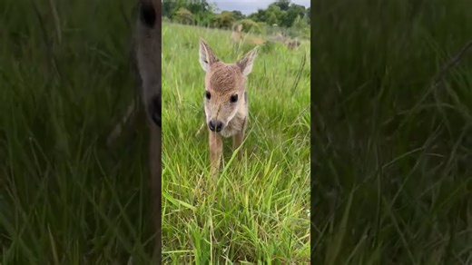 Newborn fawn rests on grass while discovering its first world
