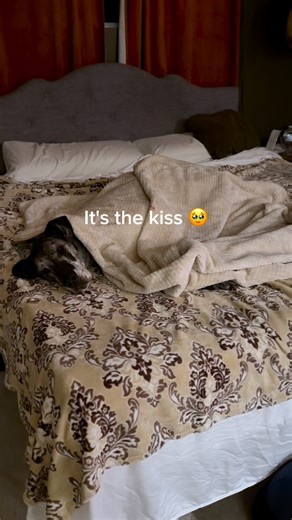 Daily Dane Drama on Instagram: "Every single night, Molly stands at the bottom of the stairs barking like it’s bedtime roll call 🥹🐾 I walk her upstairs, tuck her in, pull the blanket over her… and just when I think my heart can’t take any more, she lifts her head to give me a kiss. That kiss melts me every time. 💕✨ #DogMomLife #BedtimeRoutine #DogLove #HeartMelter #dogsofinstagram"