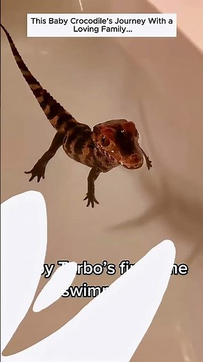 This Baby Crocodiles Journey With a Loving Family...