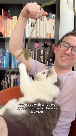 Jimbo’s favorite cat toys 🐱 Not Overthinking It - Day 24