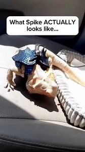 When people say Spike should be released into the wild...proof that he's not built for it 🪱🦎🤣 ... Credit @spikedays | Bearded Dragon Life