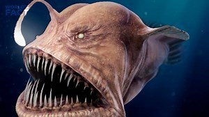 समुद्र के नीचे क्या है | What is Inside The Dark Ocean | How Deep is The Ocean| #deepsea #mystery आखिर समुद्र के नीचे क्या छिपा है? How deep is the ocean ? & what is inside the dark ocean | What is Inside The Dark Ocean | How Deep is The Ocean| What is the Mystery Of Dark sea | Disclaimer:- Some contents are used for educational purpose under fair use. Copyright Disclaimer Under Section 107 of the Copyright Act 1976, allowance is made for "fair use" for purposes such as criticism, comment, news 