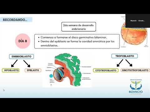 Clase N°3: III-VIII semana de desarrollo embrionario - Embriología General