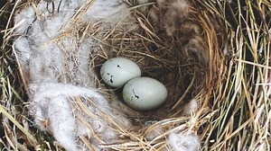 PHOTO GALLERY: Sights of spring across central Pennsylvania