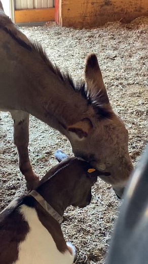 Barney and Snickers!! He loves his Barney! #foryoupage #barney #snickers #goats #donkey #farmlife #farmanimals #onehappyassfarm #WhatWouldPopTartsDo | Darla | Facebook