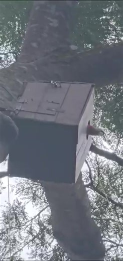 🦜 Macaws are gearing up for the next breeding season at Bosque Escondido! 🌳. The reintroduced Scarlet Macaw population is busy inspecting nests, including the nest boxes that we along with Rescate Wildlife Rescue Center- zoave helped install back in 2022. ⚒ . Fingers crossed they find them cozy and decide to make them their homes! ✨ #macaws #parrotlife #nestbox #breedingseason #wildlifeconservation #rescatewildliferescuecenter #themacawsociety 📹Roshan Tailor | The Macaw Society