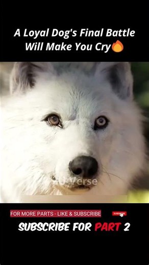 The Dog Who Became the King of Wolves!