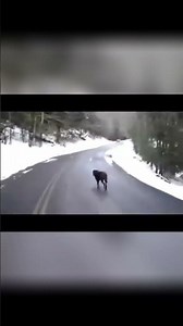 Hunting in Snowy Forest: Trail Camera Secrets Revealed! #shorts