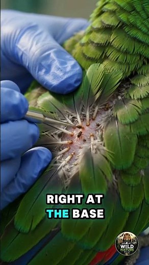 Exotic Bird Health: Mite Prevention Tips!