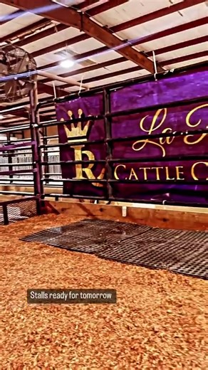 Quick snap of our cattle stall set up!👑 #showcattle #showsteers #stockshow #LaReinaCattleCo #showheifers