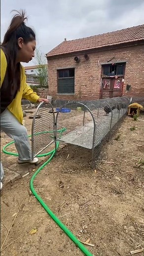 DIY Chicken Run Setup - Build a Safe Metal Mesh Enclosure for Happy Backyard Chickens #poultry #pets