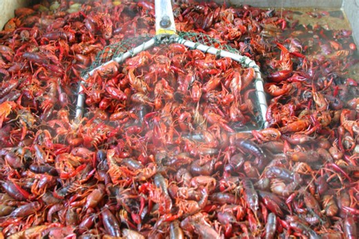 Retail crawfish prices drop across South Louisiana