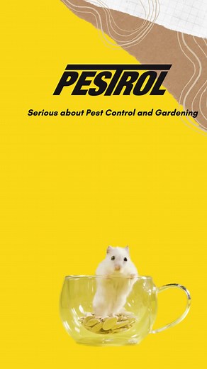 #rodent control, #pestrol
