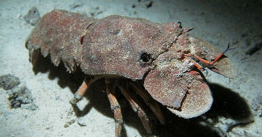 Slipper Lobster