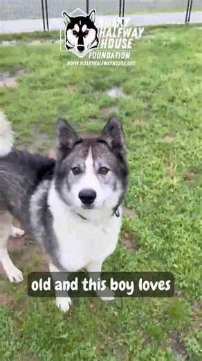 Meet Diesel – a 7-year-old senior with the soul of a puppy and the heart of a loyal companion. Don't let his age fool you—this handsome guy is bursting with energy and overflowing with affection. Diesel is the ultimate people-dog, always eager to be right by your side, whether you're throwing a ball or just watching TV. He's a fetch fanatic, a trick master (as long as treats are involved), and a playful pack member who thrives on companionship. Diesel’s love knows no bounds—he’ll do anything to 