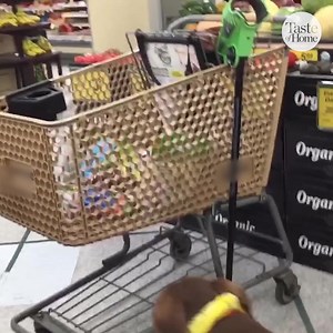 The best little helper anyone could ask for! 🐶❤️ | Taste of Home