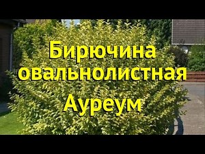 Бирючина овальнолистная Ауреум. Краткий обзор, описание характеристик ligustrum ovalifolium Aureum