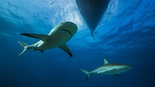Do Sharks Follow Cruise Ships? Here's The Hidden Reality