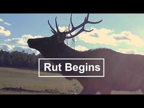 The Sound of the Elk Rut | Wildlife Watch
