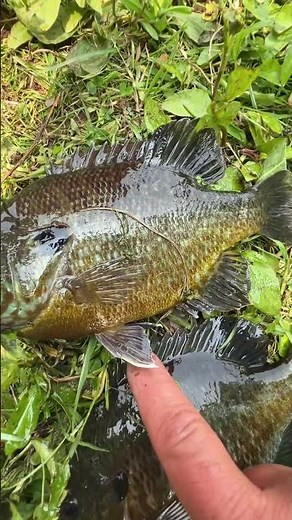 Green Sunfish VS Bluegill Sunfish - Side by Side Comparison! 😎🎣 #fishing #outdoors #sunfish #fish