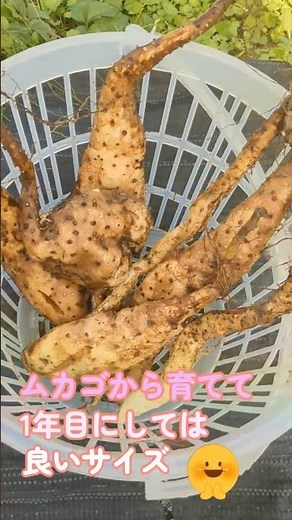 【家庭菜園】「むかご」から栽培し11月に自然薯・つくね芋を収穫