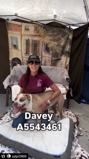 We are devastated to report that Davey one of this year’s SUFP HOPE CAMPAIGN dogs we featured in February who was adopted is now back at the Baldwin Park Shelter and about to be killed. The story goes his owner was in the hospital and notified his dog was back in the shelter and no one ever came for him. We are asking everyone to please share this sweet young boy. He deserves to live and be loved. This is heartbreaking and extremely urgent. PLEASE SOMEONE OPEN YOUR HOME TO DAVEY. Thank you. #sta