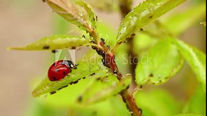macro video of a ladybug on a leaf with aphids and ants. the ladybug goes around the leaf and touches the ant and the aphid. insects in the garden.