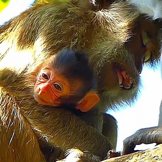 1.4K views · 53 reactions | Tiny newborn baby monkey is trying hard to hug mom macaque | Monkey BC | Facebook