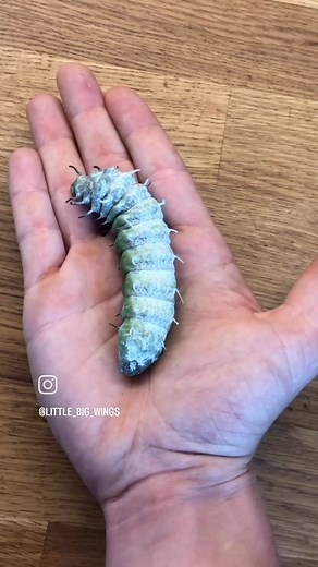 Little Big wings บน TikTok