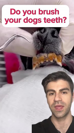 Do you brush your dogs teeth? #dentist #teeth #tooth #dogsoftiktok | Cleaning Teeth