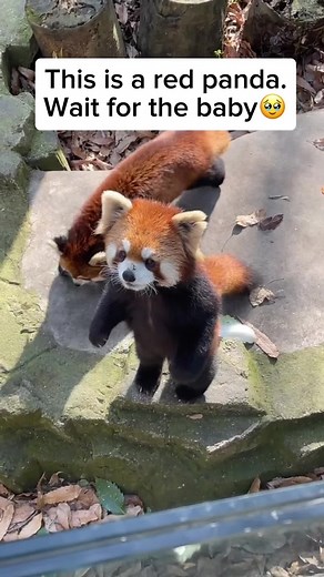 Baby Red Pandas: Charming Cubs of the Eastern Himalayas