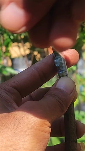 Budding method | GraftingPlants