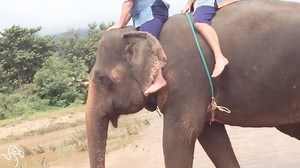 820K views · 24K reactions | If you love elephants, don't ride them. | The Dodo | Facebook