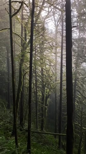 Taming Mist Wolf in Twilight Forest: Colona, Canada