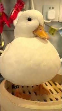 Would a Call Duck Make a Good Pet?