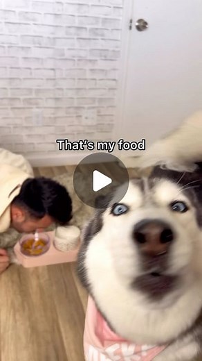 Meeka The Talking Husky on Instagram: "Eating My Husky’s Food From Her Bowl! (PRANK) 👀🤣 Who Saw the FULL VIDEO?! —— FULL VIDEO on my YouTube Channel 🔍 Meeka the Husky #siberianhusky #husky #huskypuppy #huskypups #puppies #pupstagram #puppiesofinstagram #huskygram #huskysofinstagram #9gagcute #barked #weeklyfluff #instahusky #dogsofinstagram #huskysofig #huskypicoftheday #huskyowner #huskypage #huskyoftheday #huskyheaven #huskysofinstagram #huskyworld #huskylovers #huskygram #adventuredogs #ae