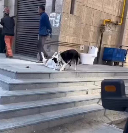 Smart Border collie tricks labrador retreiver out of chicken leg 🍗 😂