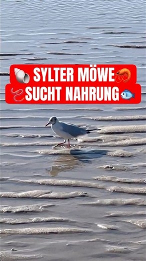 ☀️😍 Sylter Möwe an der Nordsee 🦐