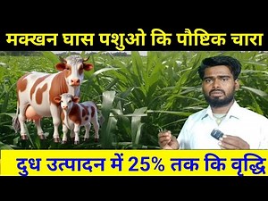 Butter Grass: The Superfood for Cows