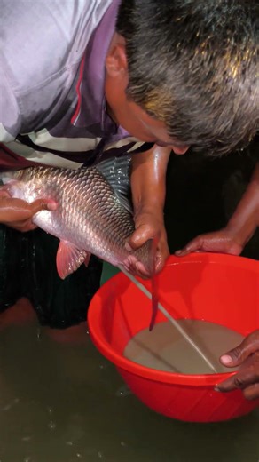 Wow Amazing Big Red Rohu Fish Breeding #shorts