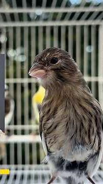 What is a Spanish Timbrado canary R1 R2 R3 R4?