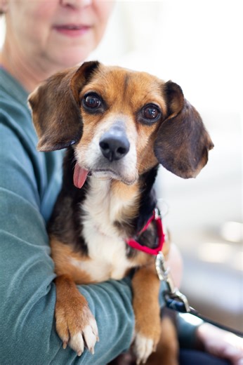 Right before Christmas, we took in 20 dogs from Hall County animal control, who were previously victims of a devastating hoarding situation. Among them was Betsy: a sweet 8-year-old Beagle who was missing her foot due to a long-untreated injury. We may never know exactly what she endured, but we knew she was in pain, so the remainder of her leg was amputated to give her the comfortable, pain-free life she deserved. ❤️‍🩹 Thanks to an incredible foster who stepped up just in time, Betsy had a qui