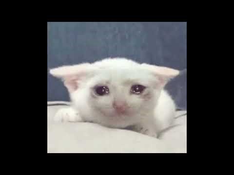 Crying Cats Meme Compilation set to "Angel"