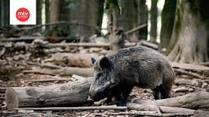 Villieläinten massatappajaiset järkyttävät Portugalissa – metsästäjät ampuivat yli 500 peuraa ja villisikaa aidatulla alueella kahdessa päivässä