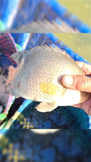 fishing fish - gặp cao thủ kích cá chích là nổi #kichca #xietca #fishingfish