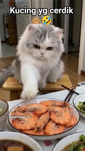 Kucingnya panjang tangan 🤭🙈🤣🤣 #shorts #comedy #komedi #hiburan #funnypets #lucu #ngakak