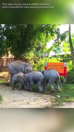 Understanding Elephant Behavior: Common Parenting Mistakes