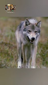 284K views · 5.9K reactions | Dangerous Wolf II #nature #bear #documentary #discovery #wildworlddocumentary | Wild World | Facebook